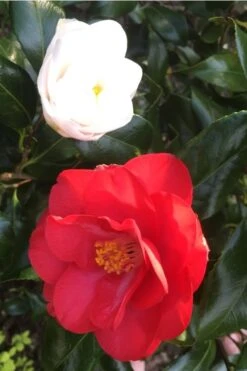 Lady Vansittart Multicolor Camellia Japonica - 1 Gallon Pot -SHRUBS and BUSHES Shop camellia lady vansittart red flower 1