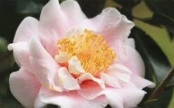 Moonlight Bay Camellia Japonica - 3 Gallon Pot -SHRUBS and BUSHES Shop camellia moonlight bay 3