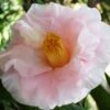 Moonlight Bay Camellia Japonica - 3 Gallon Pot 2 Moonlight Bay Camellia Japonica - 3 Gallon Pot -SHRUBS and BUSHES Shop camellia moonlight bay 8