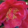October Magic Rose Camellia - 2 Gallon Pot 2 October Magic Rose Camellia - 2 Gallon Pot -SHRUBS and BUSHES Shop camellia october magic rose 5