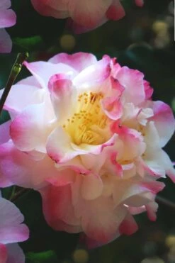 Omega Camellia Japonica - 3 Gallon Pot -SHRUBS and BUSHES Shop camellia omega 3