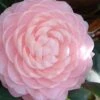 Otome Pink Camellia Japonica - 3 Gallon Pot -SHRUBS and BUSHES Shop camellia otome