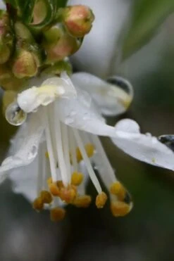 Parvilimba Camellia - 5 Gallon Pot -SHRUBS and BUSHES Shop camellia parvilimba 1