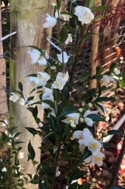 Parvilimba Camellia - 5 Gallon Pot -SHRUBS and BUSHES Shop camellia parvilimba 4