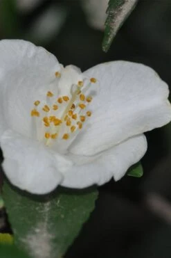 Parvilimba Camellia - 5 Gallon Pot -SHRUBS and BUSHES Shop camellia parvilimba 6