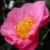 Autumn Pink Icicle Cold Hardy Camellia - 7 Gallon Pot -SHRUBS and BUSHES Shop camellia pink icicle 21 1