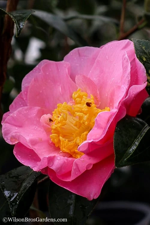 Autumn Pink Icicle Cold Hardy Camellia - 7 Gallon Pot 3 Autumn Pink Icicle Cold Hardy Camellia - 7 Gallon Pot