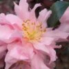 Pink Snow Camellia Sasanqua - 3 Gallon Pot 2 Pink Snow Camellia Sasanqua - 3 Gallon Pot -SHRUBS and BUSHES Shop camellia pink snow 1