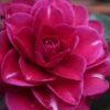 Purple Haze Camellia- 2 Gallon Pot 1 Purple Haze Camellia- 2 Gallon Pot -SHRUBS and BUSHES Shop camellia sasanqua purple haze 1
