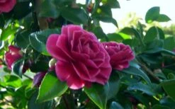 Purple Haze Camellia- 2 Gallon Pot -SHRUBS and BUSHES Shop camellia sasanqua purple haze 2