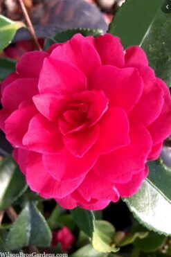 Purple Haze Camellia- 2 Gallon Pot -SHRUBS and BUSHES Shop camellia sasanqua purple haze 4