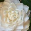 Sea Foam White Camellia Japonica - 1 Gallon Pot 1 Sea Foam White Camellia Japonica - 1 Gallon Pot -SHRUBS and BUSHES Shop camellia sea foam 1