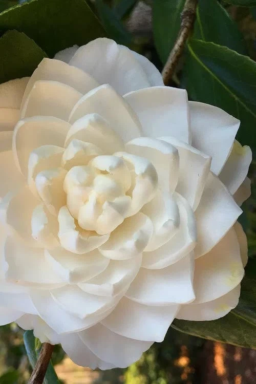 Sea Foam White Camellia Japonica - 1 Gallon Pot 3 Sea Foam White Camellia Japonica - 1 Gallon Pot