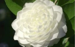 Sea Foam White Camellia Japonica - 1 Gallon Pot 9 Sea Foam White Camellia Japonica - 1 Gallon Pot -SHRUBS and BUSHES Shop camellia sea foam 3