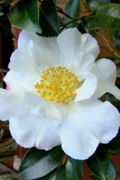 Setsugekka Fragrant Camellia Sasanqua - 7 Gallon Pot 9 Setsugekka Fragrant Camellia Sasanqua - 7 Gallon Pot -SHRUBS and BUSHES Shop camellia setsugekka 3