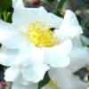 Setsugekka Fragrant Camellia Sasanqua - 7 Gallon Pot -SHRUBS and BUSHES Shop camellia setsugekka 4