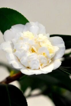 Shiro Karako White Camellia Rusticana - 3 Gallon Pot -SHRUBS and BUSHES Shop camellia shiro karako 1