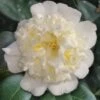 Shiro Karako White Camellia Rusticana - 3 Gallon Pot 2 Shiro Karako White Camellia Rusticana - 3 Gallon Pot -SHRUBS and BUSHES Shop camellia shiro karako 2