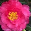 Shishi Gashira Dwarf Camellia Sasanqua - 2.5 Quart Pot -SHRUBS and BUSHES Shop camellia shishi gashira 25