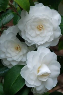 White By The Gate Camellia Japonica - 7 Gallon Pot -SHRUBS and BUSHES Shop camellia white by the gate 1