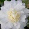 Winter's Snowman Camellia Hybrid - 7 Gallon Pot (3-4') 2 Winter's Snowman Camellia Hybrid - 7 Gallon Pot (3-4') -SHRUBS and BUSHES Shop camellia winters snowman 106