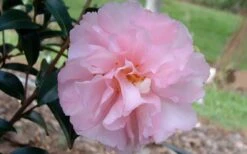 Cotton Candy Camellia Sasanqua - 6 Pack Of 1 Gallon Pots -SHRUBS and BUSHES Shop camelliacottoncandy