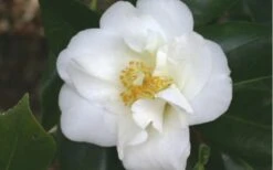 White Empress Camellia Japonica - 1 Gallon Pot 9 White Empress Camellia Japonica - 1 Gallon Pot -SHRUBS and BUSHES Shop camelliawhiteempress