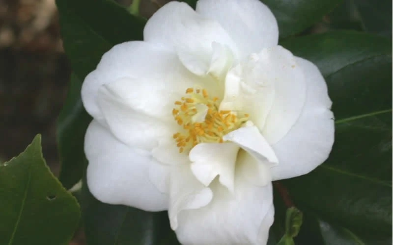White Empress Camellia Japonica - 1 Gallon Pot 6 White Empress Camellia Japonica - 1 Gallon Pot - Image 4