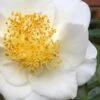 White Empress Camellia Japonica - 1 Gallon Pot 2 White Empress Camellia Japonica - 1 Gallon Pot -SHRUBS and BUSHES Shop camillia white empress 5