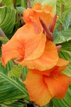 Bengal Tiger Canna Lily - 1 Gallon Pot -SHRUBS and BUSHES Shop canna pretoria bengal tiger 1