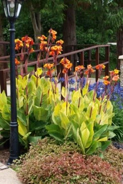 Bengal Tiger Canna Lily - 1 Gallon Pot -SHRUBS and BUSHES Shop canna pretoria bengal tiger 12