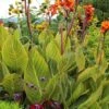Bengal Tiger Canna Lily - 1 Gallon Pot -SHRUBS and BUSHES Shop canna pretoria bengal tiger 13