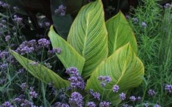 Bengal Tiger Canna Lily - 1 Gallon Pot -SHRUBS and BUSHES Shop canna pretoria bengal tiger 3