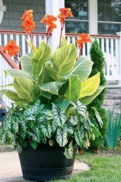 Bengal Tiger Canna Lily - 1 Gallon Pot -SHRUBS and BUSHES Shop canna pretoria bengal tiger 4