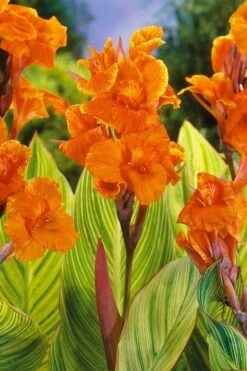Bengal Tiger Canna Lily - 1 Gallon Pot -SHRUBS and BUSHES Shop canna pretoria bengal tiger 8