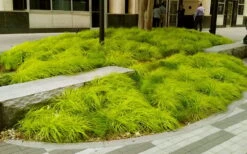 Evercolor Everillo Carex - 8 Pack Of 1 Gallon Pots -SHRUBS and BUSHES Shop carex everillo 20