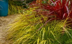 Evercolor Everillo Carex - 8 Pack Of 1 Gallon Pots -SHRUBS and BUSHES Shop carex everillo 23