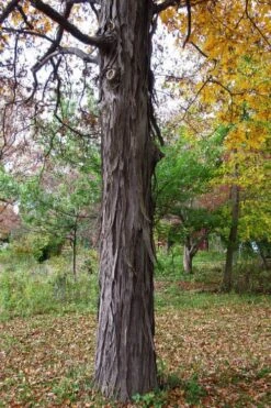 Shagbark Hickory Tree (Carya Ovata) - 3 Gallon Pot -SHRUBS and BUSHES Shop carya ovata shagbark hickory tree 1