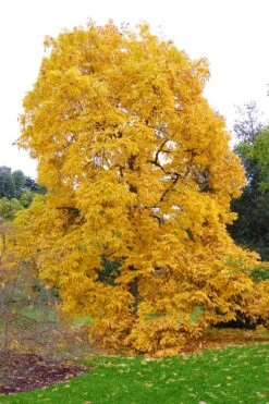 Shagbark Hickory Tree (Carya Ovata) - 3 Gallon Pot -SHRUBS and BUSHES Shop carya ovata shagbark hickory tree 3