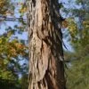 Shagbark Hickory Tree (Carya Ovata) - 3 Gallon Pot -SHRUBS and BUSHES Shop carya ovata shagbark hickory tree bark 1