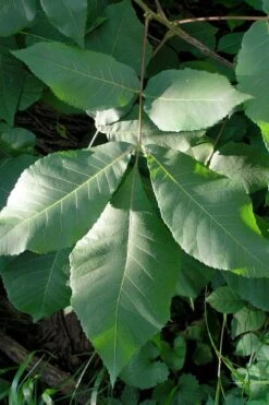 Shagbark Hickory Tree (Carya Ovata) - 3 Gallon Pot -SHRUBS and BUSHES Shop carya ovata shagbark hickory tree leaves 3