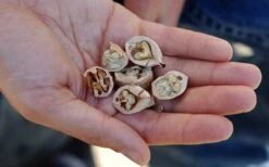 Shagbark Hickory Tree (Carya Ovata) - 3 Gallon Pot -SHRUBS and BUSHES Shop carya ovata shagbark hickory tree nuts 4