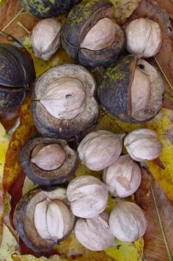 Shagbark Hickory Tree (Carya Ovata) - 3 Gallon Pot -SHRUBS and BUSHES Shop carya ovata shagbark hickory tree nuts 5