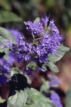 Dark Knight Blue Mist Shrub (Caryopteris) - 1 Gallon Pot 14 Dark Knight Blue Mist Shrub (Caryopteris) - 1 Gallon Pot -SHRUBS and BUSHES Shop caryopteris clandonensis dark knight blue mist shrub 1