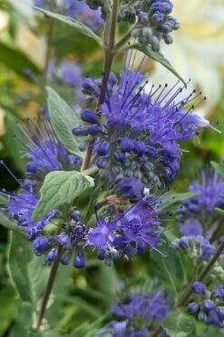 Dark Knight Blue Mist Shrub (Caryopteris) - 1 Gallon Pot 13 Dark Knight Blue Mist Shrub (Caryopteris) - 1 Gallon Pot -SHRUBS and BUSHES Shop caryopteris clandonensis dark knight blue mist shrub 3