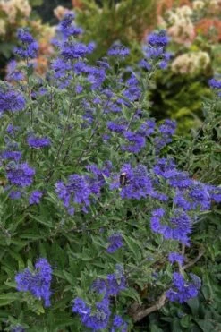 Dark Knight Blue Mist Shrub (Caryopteris) - 1 Gallon Pot 12 Dark Knight Blue Mist Shrub (Caryopteris) - 1 Gallon Pot -SHRUBS and BUSHES Shop caryopteris clandonensis dark knight blue mist shrub 6