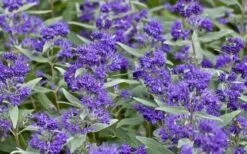 Dark Knight Blue Mist Shrub (Caryopteris) - 1 Gallon Pot 15 Dark Knight Blue Mist Shrub (Caryopteris) - 1 Gallon Pot -SHRUBS and BUSHES Shop caryopteris clandonensis dark knight blue mist shrub 7