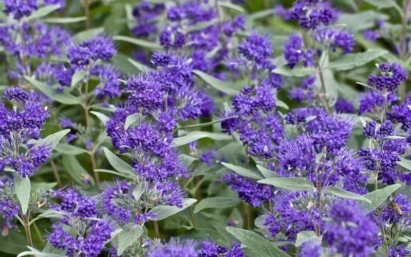 Dark Knight Blue Mist Shrub (Caryopteris) - 1 Gallon Pot 9 Dark Knight Blue Mist Shrub (Caryopteris) - 1 Gallon Pot - Image 7