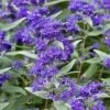 Dark Knight Blue Mist Shrub (Caryopteris) - 1 Gallon Pot 1 Dark Knight Blue Mist Shrub (Caryopteris) - 1 Gallon Pot -SHRUBS and BUSHES Shop caryopteris clandonensis dark knight blue mist shrub 8