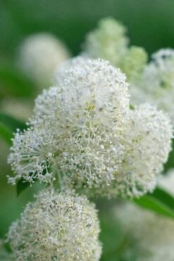 New Jersey Tea Plant (Ceanothus Americanus) - 3 Gallon Pot -SHRUBS and BUSHES Shop ceanothus americanus new jersey tea plant 12